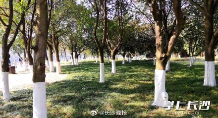 湖南烈士公园给名贵树木涂白防寒涨颜值