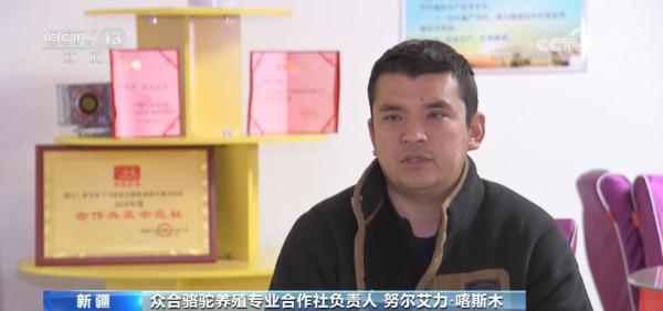 走进新疆看发展 | 打造特色产业链 “沙漠之舟”变身“产业之舟” 走进新疆看发展 | 打造特色产业链 “沙漠之舟”变身“产业之舟”