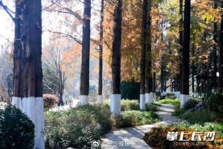 湖南烈士公园给名贵树木涂白防寒涨颜值