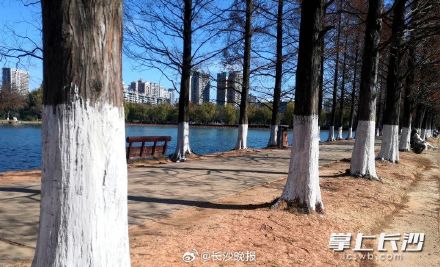 湖南烈士公园给名贵树木涂白防寒涨颜值