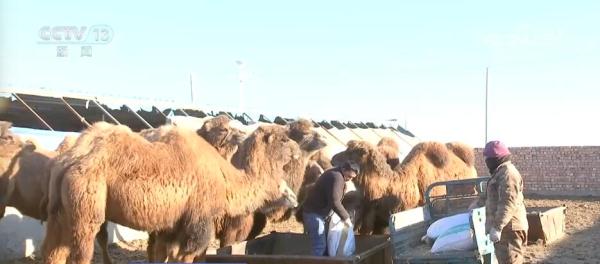 走进新疆看发展 | 打造特色产业链 “沙漠之舟”变身“产业之舟” 走进新疆看发展 | 打造特色产业链 “沙漠之舟”变身“产业之舟”