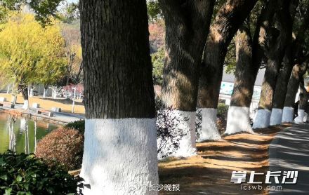 湖南烈士公园给名贵树木涂白防寒涨颜值