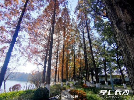 湖南烈士公园给名贵树木涂白防寒涨颜值