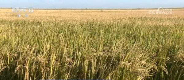 我国种业振兴行动取得阶段性成效 初步摸清资源“家底”