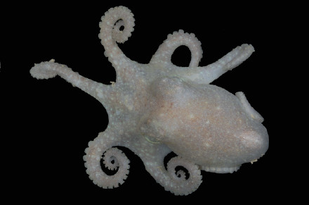 章鱼DNA揭示南极冰盖或将崩溃 章鱼DNA揭示南极冰盖或将崩溃