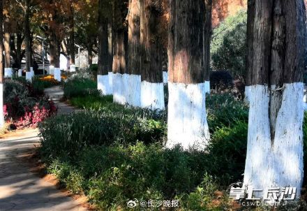 湖南烈士公园给名贵树木涂白防寒涨颜值