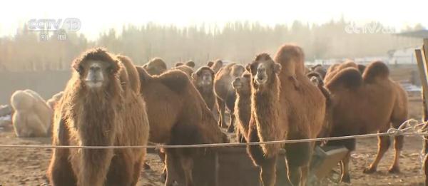 走进新疆看发展 | 打造特色产业链 “沙漠之舟”变身“产业之舟” 走进新疆看发展 | 打造特色产业链 “沙漠之舟”变身“产业之舟”
