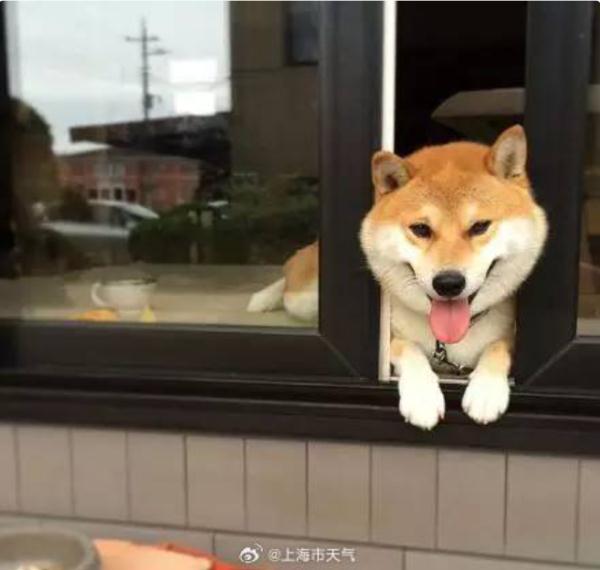 入冬以来最暖一天，上海今晨局部强浓雾！明后天更强，空气将现轻度污染