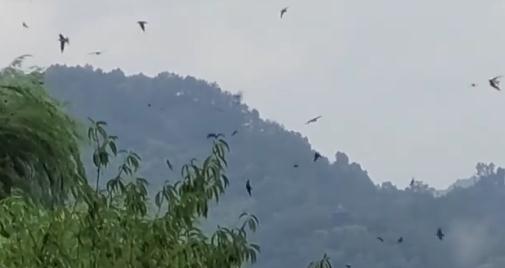 密密麻麻!汕头地震局回应燕子低空扎堆乱飞 密密麻麻!汕头地震局回应燕子低空扎堆乱飞