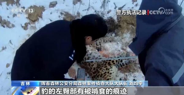 东北虎吃了一只东北豹？