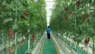 不见鲁Q，吃菜犯愁！这座小城如何拿下“长三角”？