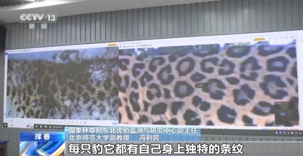 东北虎吃了一只东北豹？