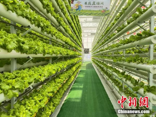 不见鲁Q，吃菜犯愁！这座小城如何拿下“长三角”？