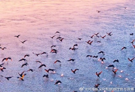 冬日黄河滩地亮丽如画