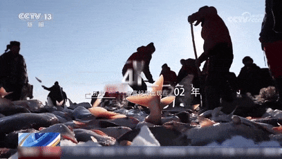 冰湖腾鱼！来看查干湖冬捕