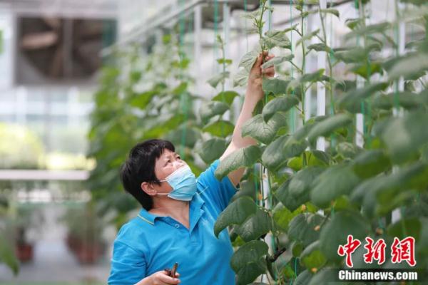不见鲁Q，吃菜犯愁！这座小城如何拿下“长三角”？