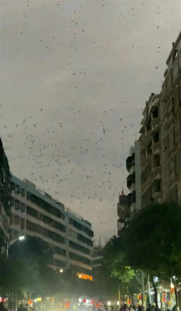 密密麻麻!汕头地震局回应燕子低空扎堆乱飞 密密麻麻!汕头地震局回应燕子低空扎堆乱飞