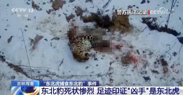 东北虎吃了一只东北豹？