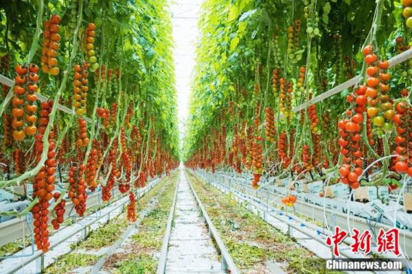 不见鲁Q，吃菜犯愁！这座小城如何拿下“长三角”？