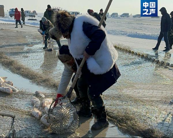查干湖冬捕渐入佳境，今年收获如何？