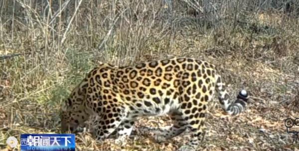 国内首次!东北虎“猎杀”东北豹!专家:它是“在家遇害” 国内首次!东北虎“猎杀”东北豹!专家:它是“在家遇害”