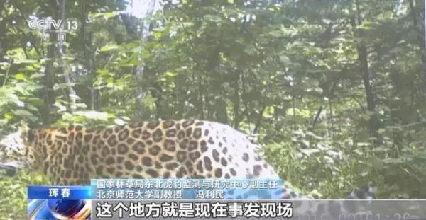 国内首次!东北虎“猎杀”东北豹!专家:它是“在家遇害” 国内首次!东北虎“猎杀”东北豹!专家:它是“在家遇害”