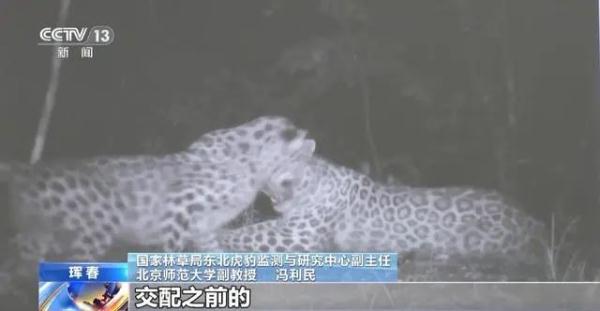 国内首次!东北虎“猎杀”东北豹!专家:它是“在家遇害” 国内首次!东北虎“猎杀”东北豹!专家:它是“在家遇害”