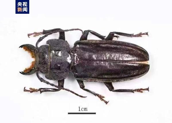 全国口岸首次！ 中山港海关截获外来物种刺状魔锯天牛