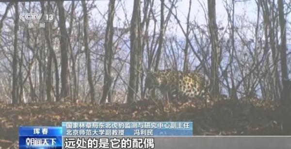 国内首次!东北虎“猎杀”东北豹!专家:它是“在家遇害” 国内首次!东北虎“猎杀”东北豹!专家:它是“在家遇害”