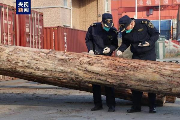 全国口岸首次！ 中山港海关截获外来物种刺状魔锯天牛
