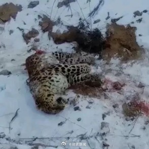 112号东北虎疑捕食73号东北豹 专家组将进行最后确认