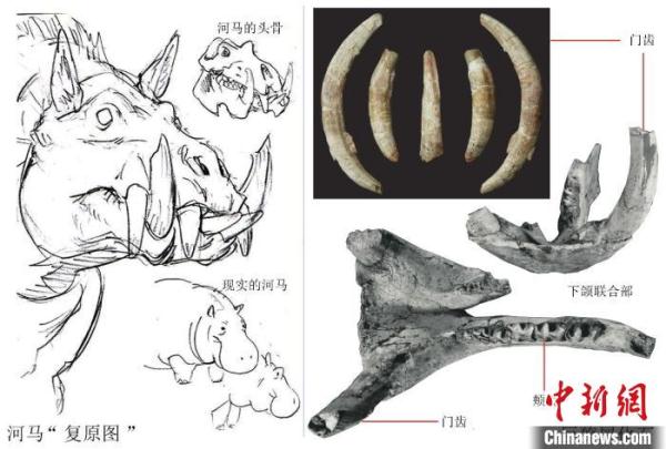 这件1700万年前化石的发现 撩开了巨獠犀的神秘面纱 这件1700万年前化石的发现 撩开了巨獠犀的神秘面纱