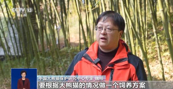 旅行结束！今年17只旅居大熊猫返回家乡