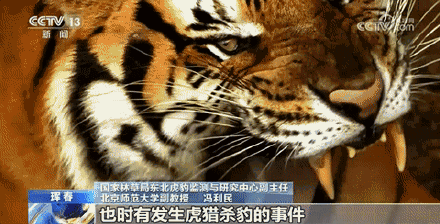 112号东北虎疑捕食73号东北豹 专家组将进行最后确认