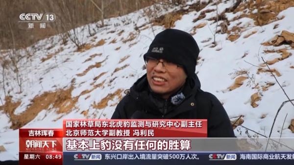 捕食了73号东北豹的“肇事虎”已被锁定! 捕食了73号东北豹的“肇事虎”已被锁定!