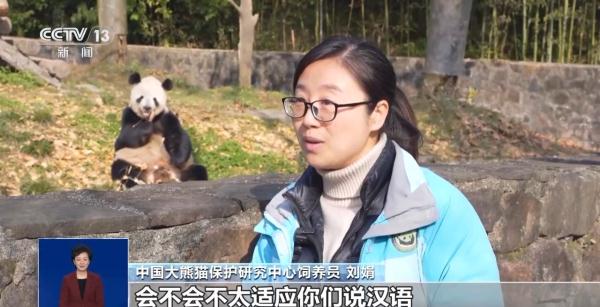旅行结束！今年17只旅居大熊猫返回家乡
