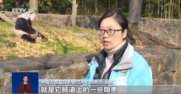 旅行结束！今年17只旅居大熊猫返回家乡