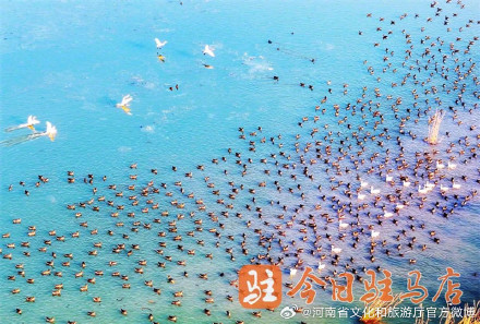 壮观！数万只大雁云集宿鸭湖