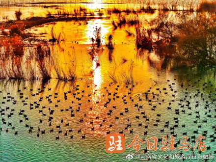 壮观！数万只大雁云集宿鸭湖