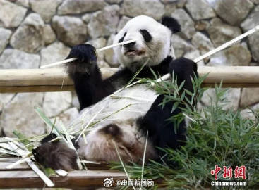 欢迎回家！2023年17只旅外大熊猫回国