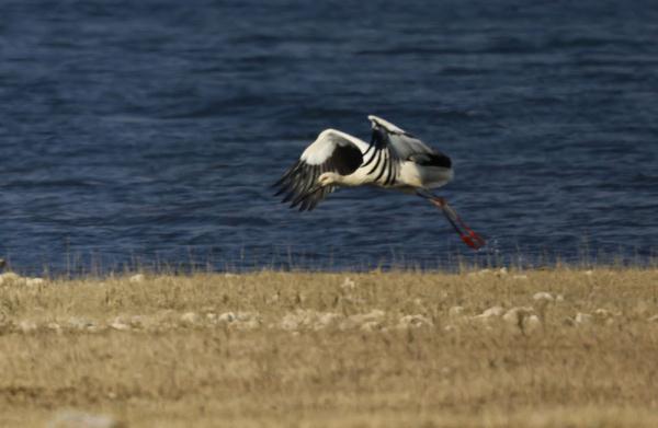 四川冕宁发现“鸟中国宝”东方白鹳 四川冕宁发现“鸟中国宝”东方白鹳