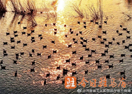 壮观！数万只大雁云集宿鸭湖