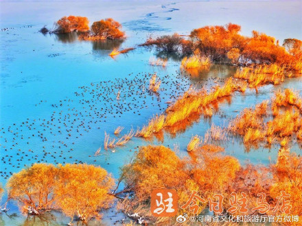 壮观！数万只大雁云集宿鸭湖