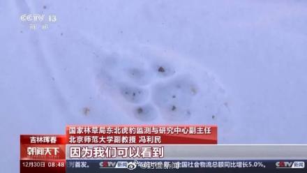 112号东北虎疑捕食73号东北豹 专家组将进行最后确认