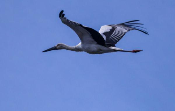 四川冕宁发现“鸟中国宝”东方白鹳 四川冕宁发现“鸟中国宝”东方白鹳