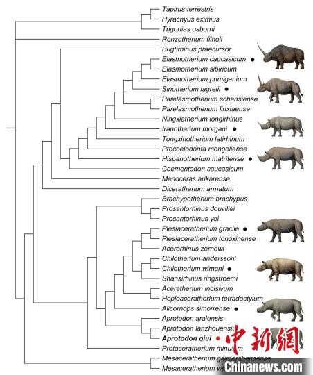 这件1700万年前化石的发现 撩开了巨獠犀的神秘面纱 这件1700万年前化石的发现 撩开了巨獠犀的神秘面纱