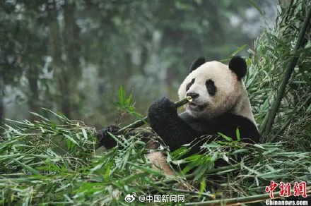 欢迎回家！2023年17只旅外大熊猫回国