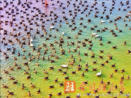 壮观！数万只大雁云集宿鸭湖