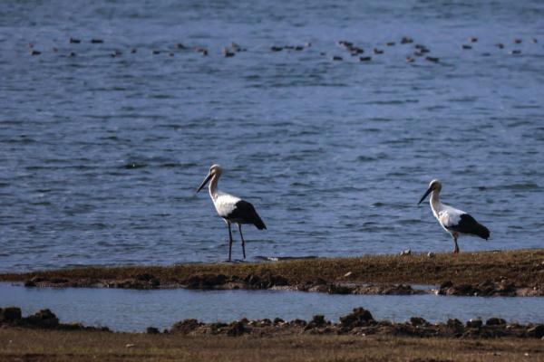 四川冕宁发现“鸟中国宝”东方白鹳 四川冕宁发现“鸟中国宝”东方白鹳