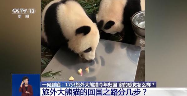 旅行结束！今年17只旅居大熊猫返回家乡